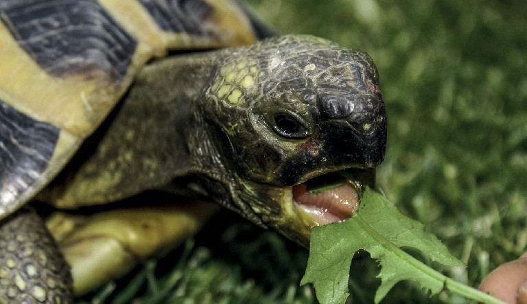 Mon enclos extérieur pour tortues 